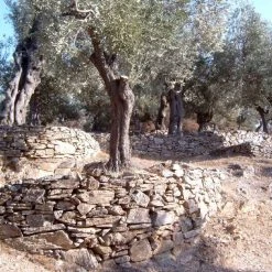 Jordan Olivenöl Kanister Nativ Extra 12 Jordan Olivenöl Kanister Nativ Extra -KitchenAid shop Olivenhain 1 l