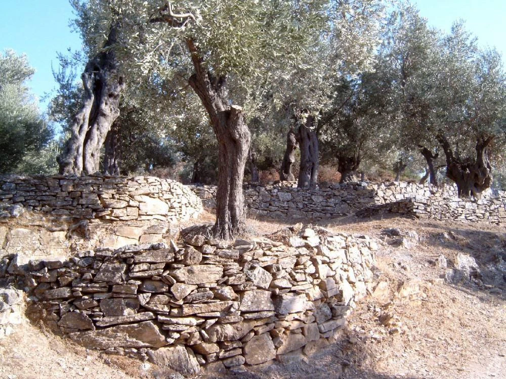 Jordan Olivenöl Kanister Nativ Extra 7 Jordan Olivenöl Kanister Nativ Extra – Bild 5