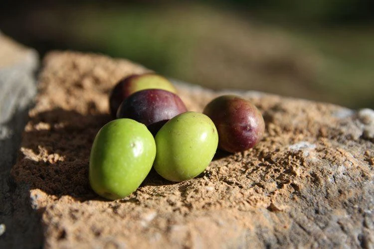 Jordan Olivenöl Kanister Nativ Extra 5 Jordan Olivenöl Kanister Nativ Extra – Bild 3